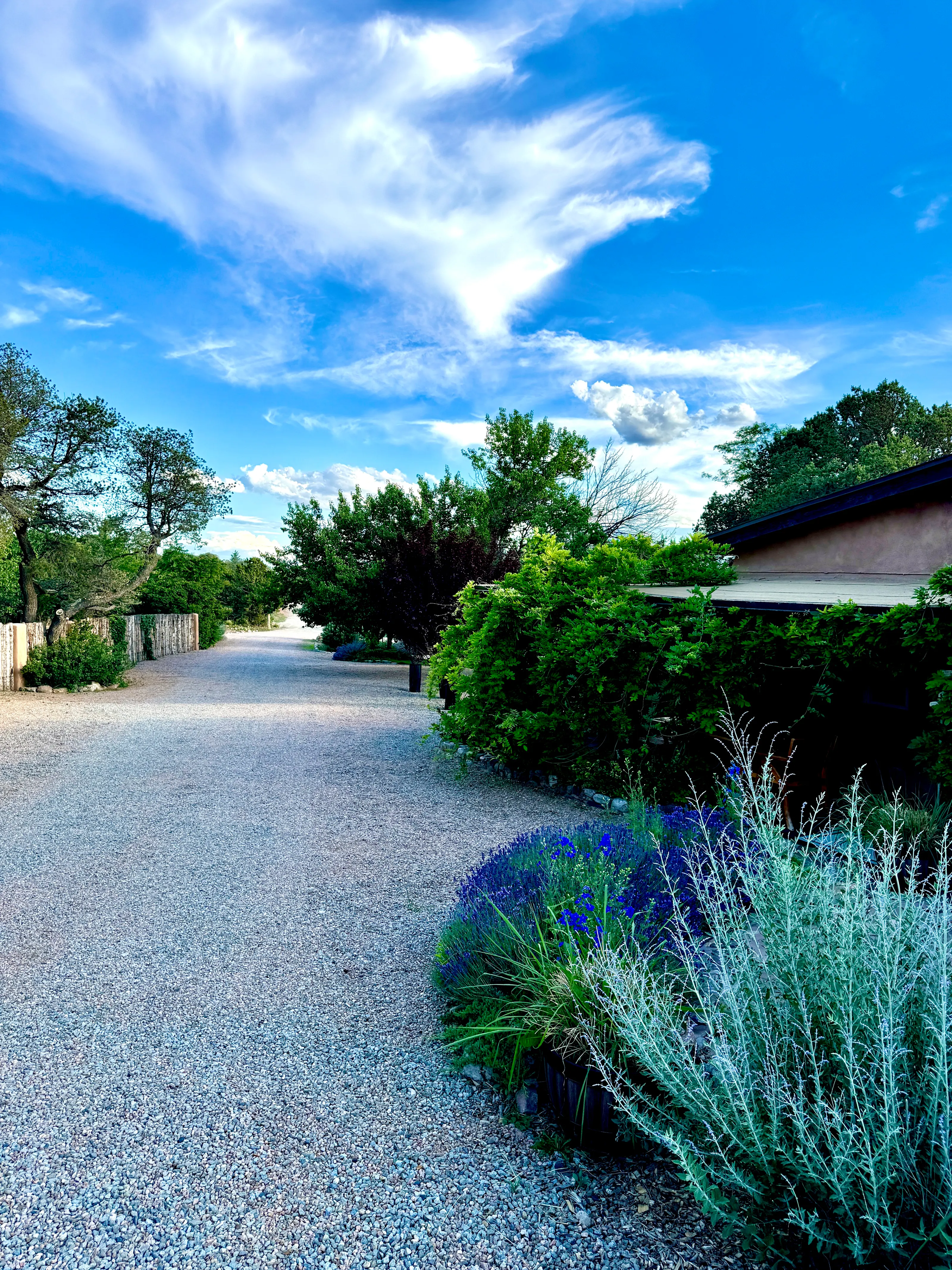 The long gravel drive into the compound under a big blue sky, old trees, wisteria, and lavender along its edges