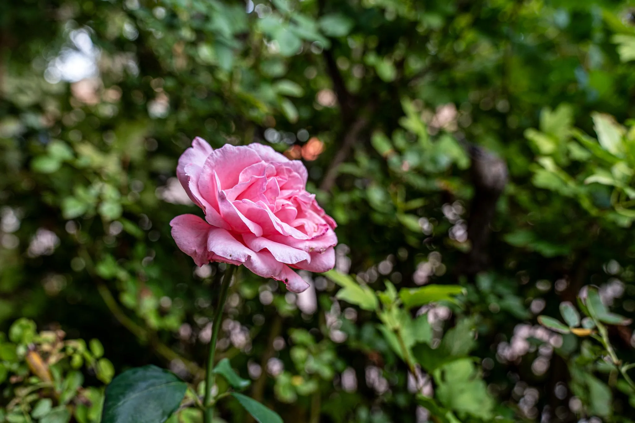 A single pink rose open among green leaves in the Los Santos garden