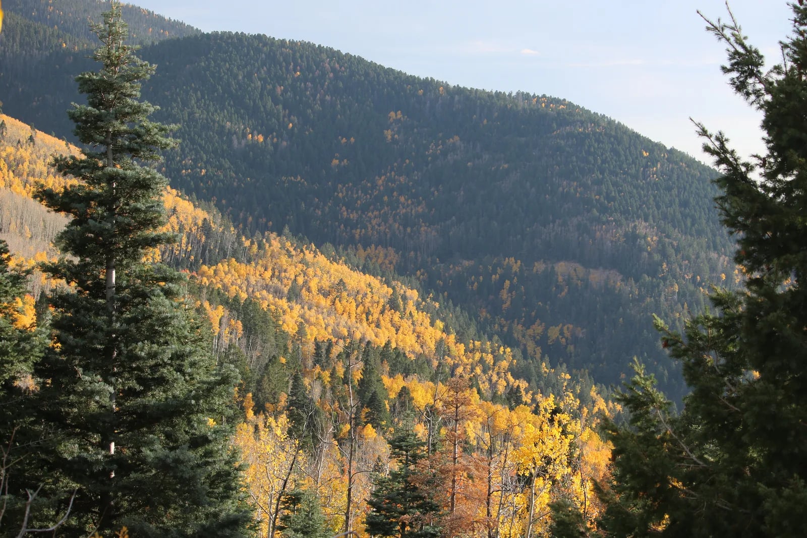 Golden aspens among dark firs on the slopes at Aspen Vista in the Santa Fe National Forest