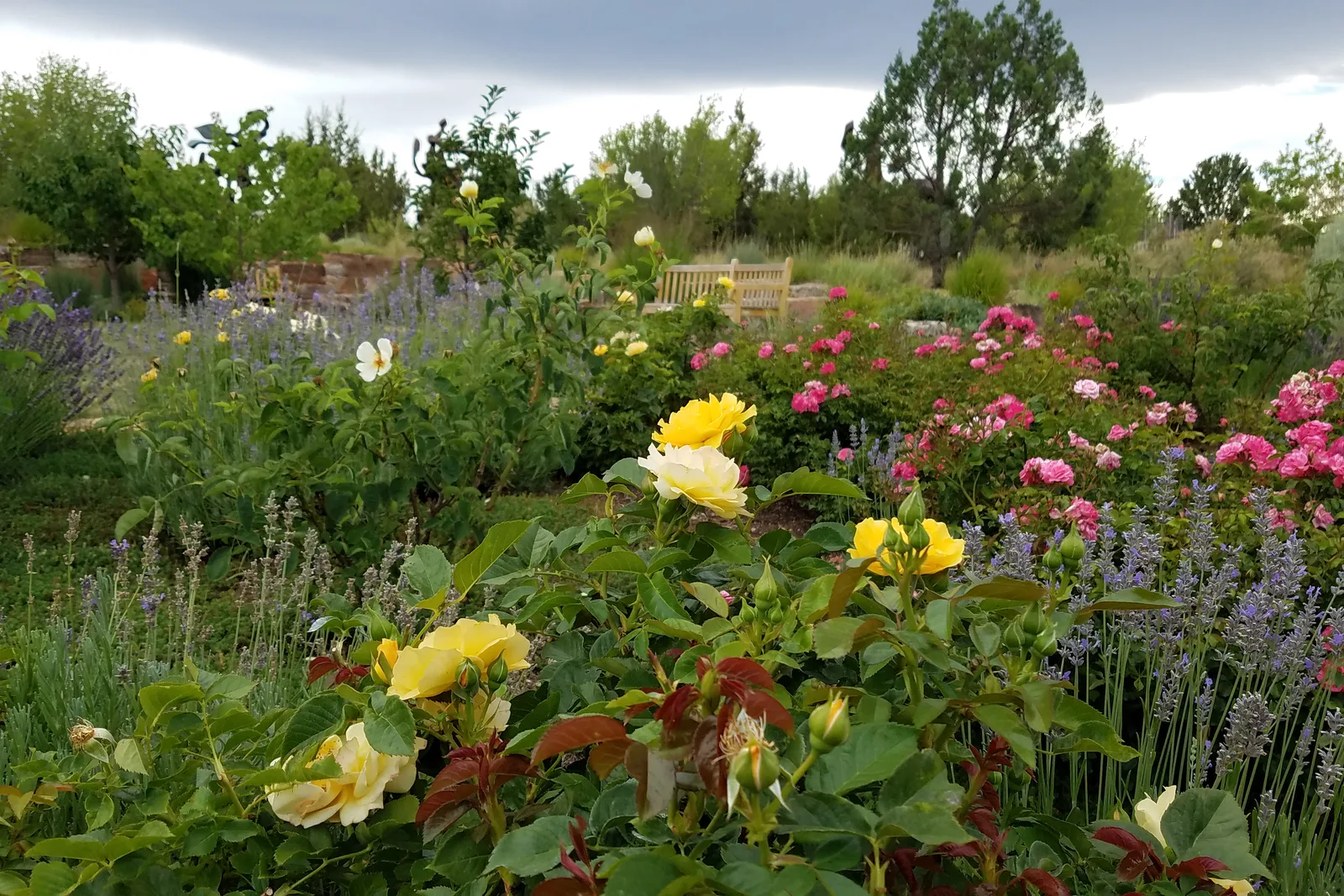 Roses, lavender, and native shrubs in bloom at the Santa Fe Botanical Garden on Museum Hill