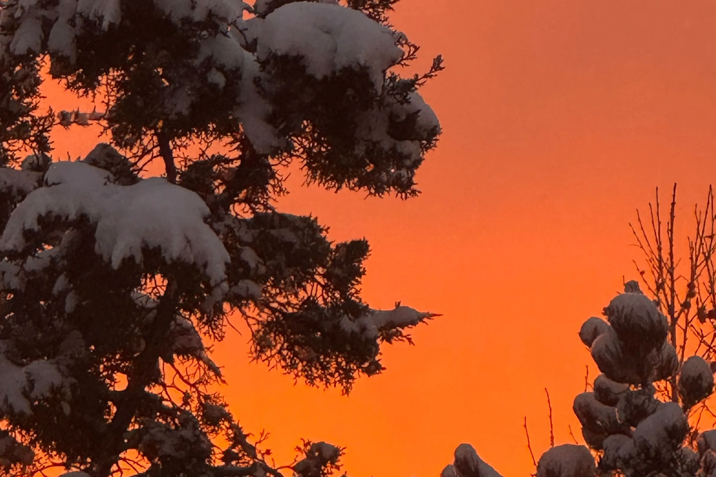 Snow-laden pine branches silhouetted against a blazing orange winter sunset sky