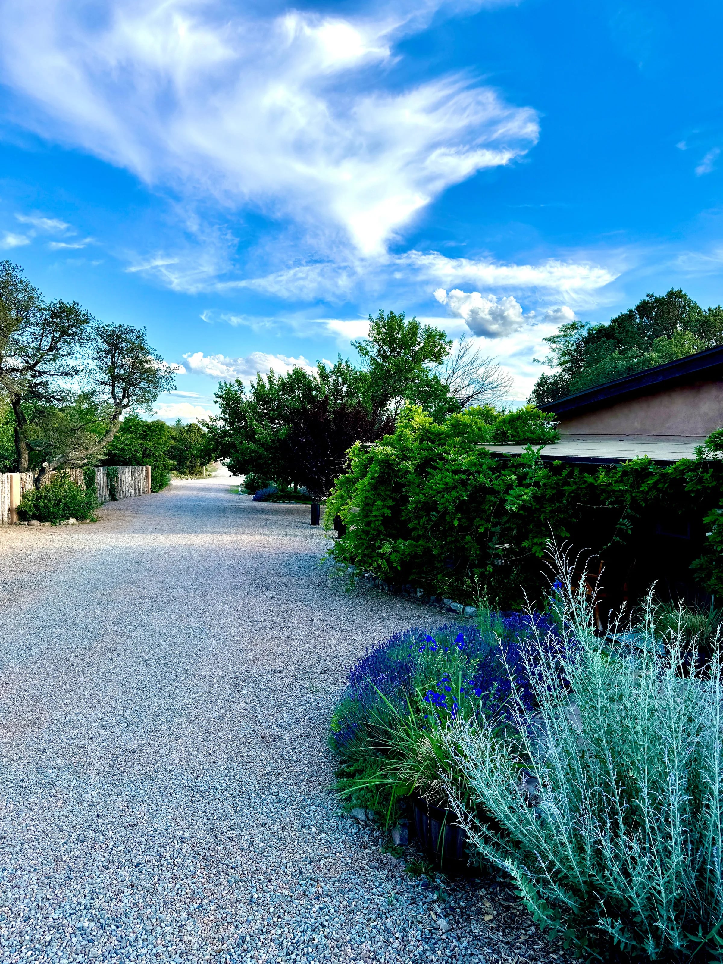 The long gravel drive into the compound under a big blue sky, old trees, and lavender and sage along its edges