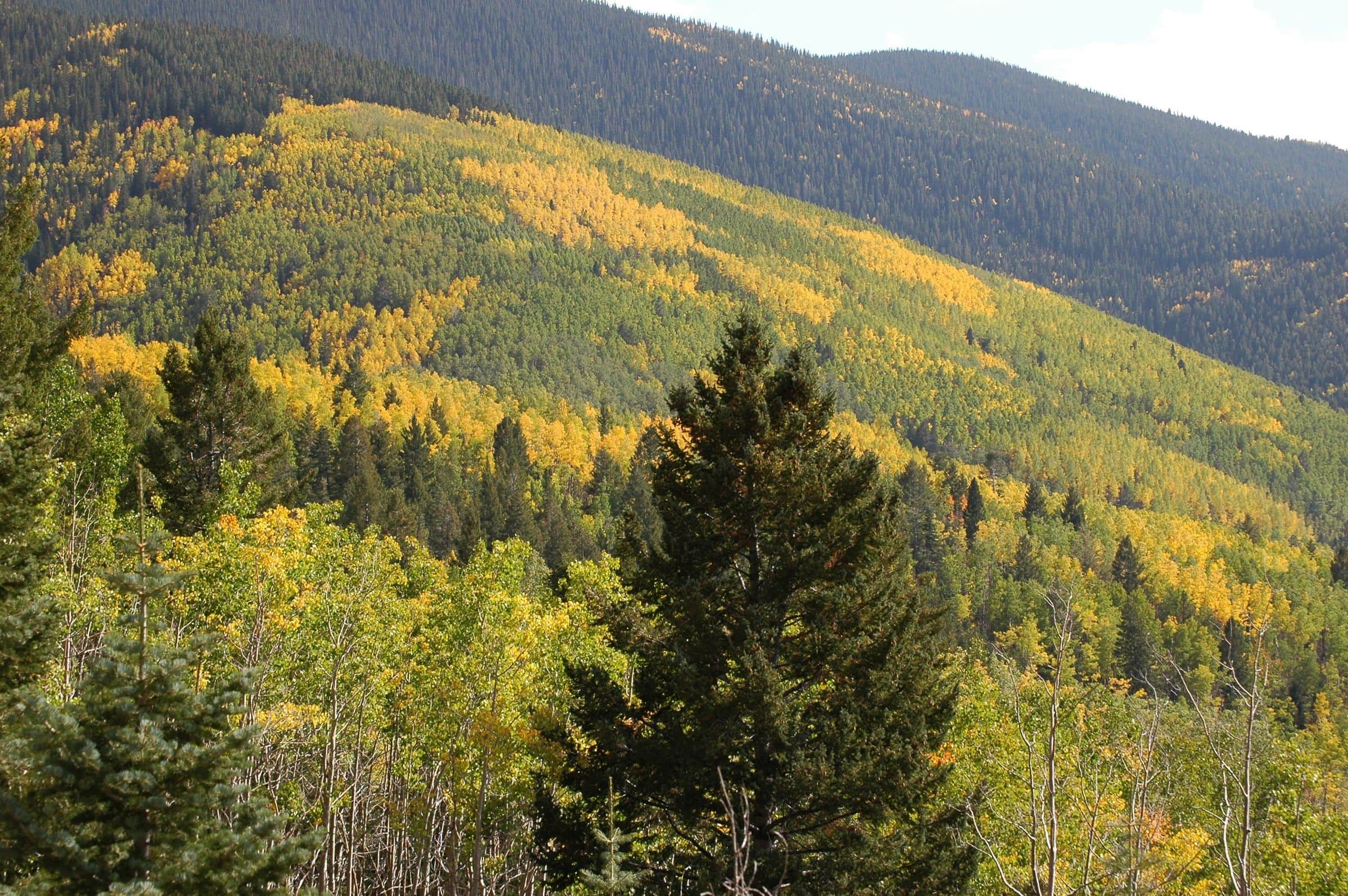 Golden aspens among dark firs on the mountain slopes near Santa Fe in autumn
